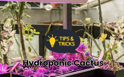 Hydroponic Cactus: How to Grow and Care